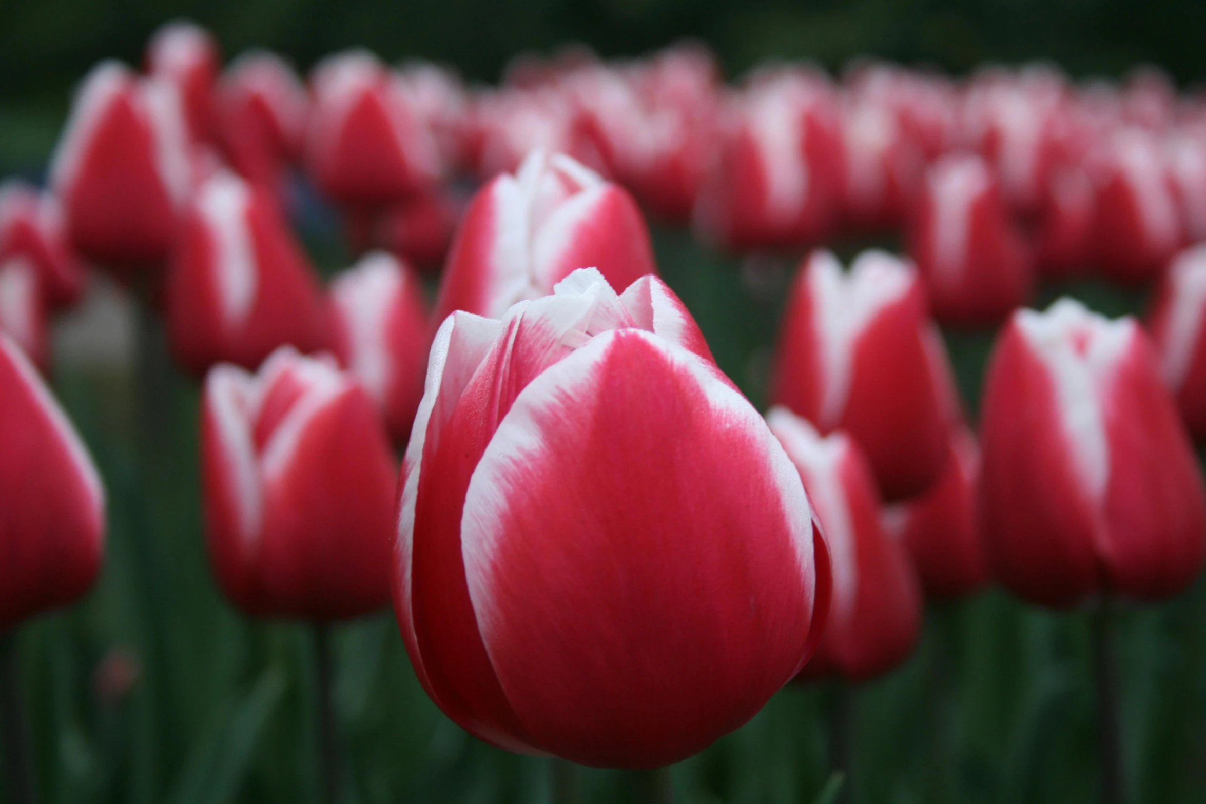 a field full of red and white tulips, pexels contest winner, paul barson, mystical kew gardens, pink, red velvet
