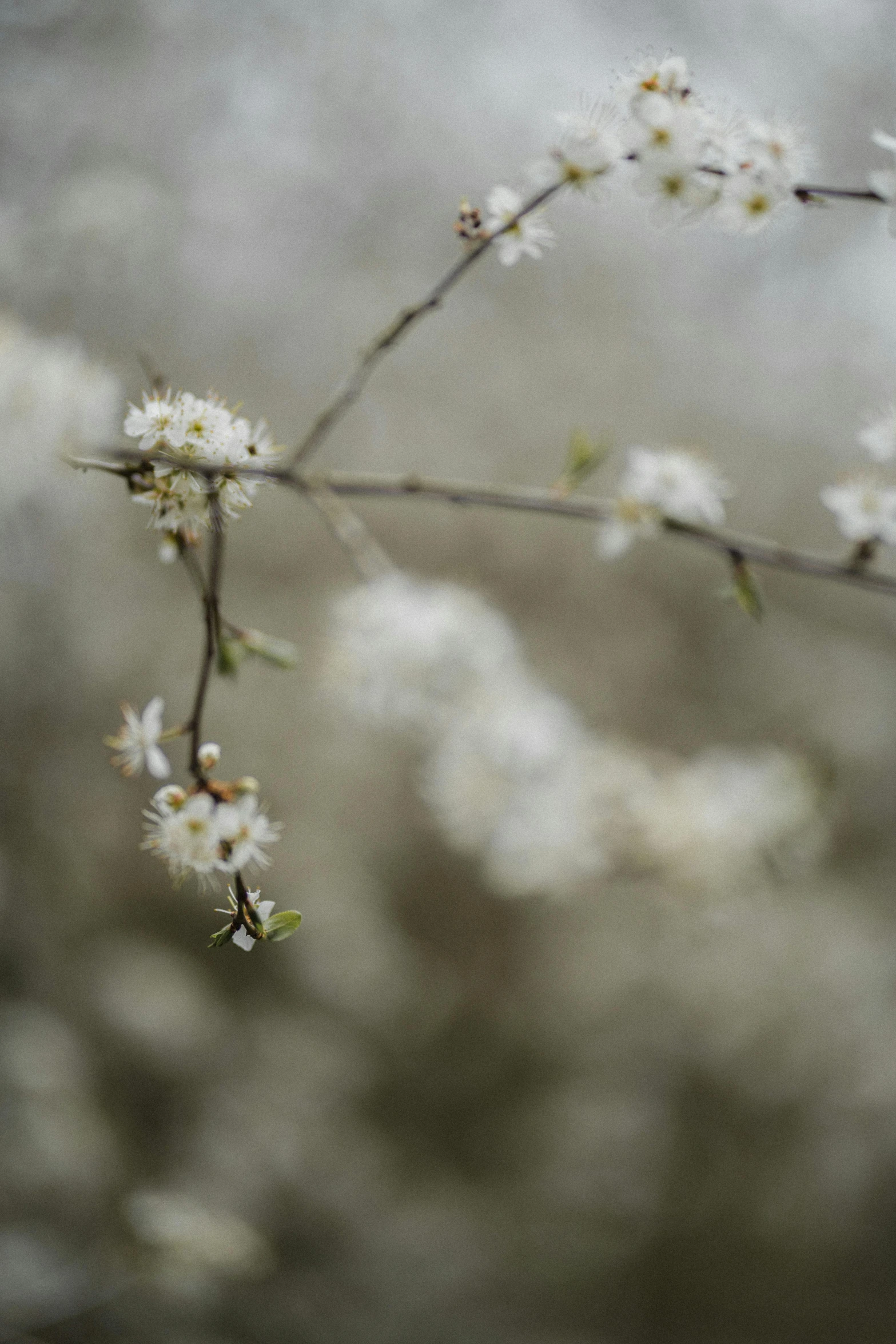 a bunch of white flowers sitting on top of a tree, a picture, by David Simpson, unsplash, tonalism, paul barson, early spring, full frame image