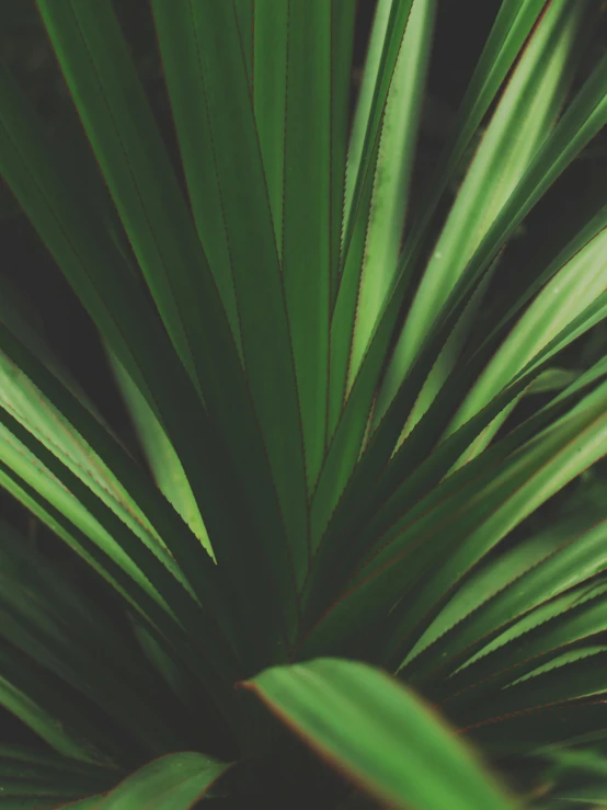 a close up of a plant with green leaves, trending on unsplash, hurufiyya, ilustration, palms, multiple stories, sustainable materials