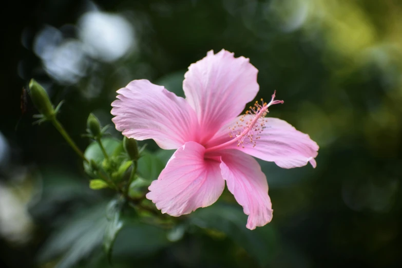 a close up of a pink flower on a plant, unsplash, hurufiyya, hibiscus, paul barson, tourist destination, no cropping