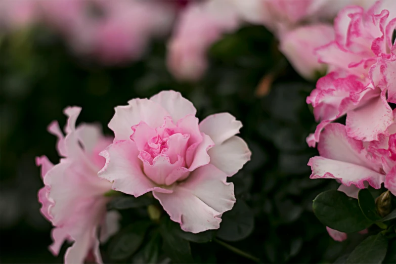 a group of pink flowers sitting on top of a lush green field, prima ballerina in rose garden, manuka, on a dark background, subtle detailing