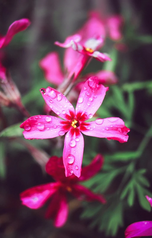 a bunch of pink flowers with water droplets on them, pexels, seven pointed pink star, high resolution photo, shot on sony a 7, red flower