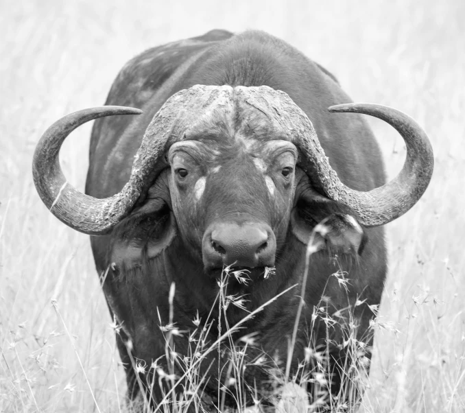 an animal that is standing in the grass, a black and white photo, by Jan Kupecký, pixabay contest winner, fine art, buffalo, african sybil, white horns from eyebrows, blues