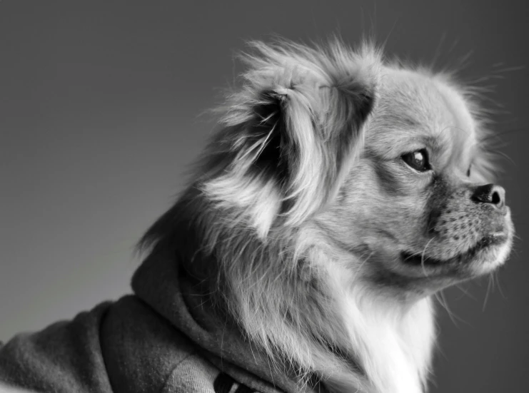 a black and white photo of a small dog, unsplash, photorealism, wearing sweatshirt, chris cunningham, bedhead, photo from a promo shoot