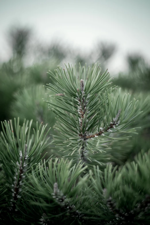 a close up of a pine tree branch, a colorized photo, unsplash, short light grey whiskers, medium format. soft light, green, 8k resolution”