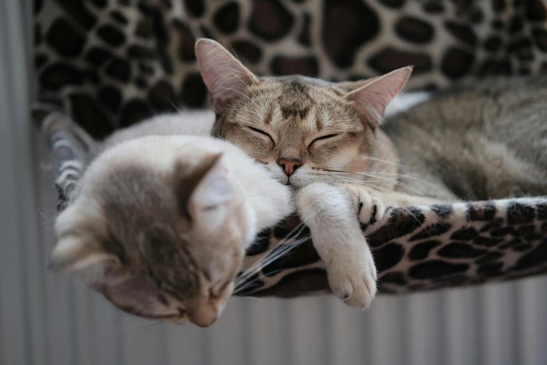 a couple of cats laying on top of a cat bed, a photo, trending on pexels, cat giraffe hybrid, asleep, a cat sitting in a chair, highly polished