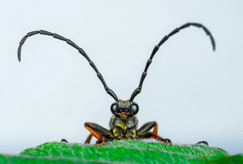 a bug sitting on top of a green leaf, by Adam Marczyński, pexels contest winner, hurufiyya, battle pose, with long antennae, avatar image, various posed