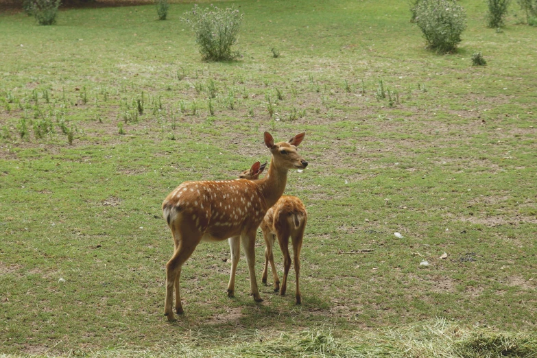 a couple of deer standing on top of a lush green field, pexels, hurufiyya, fan favorite, taken in zoo, india, 2 0 0 0's photo