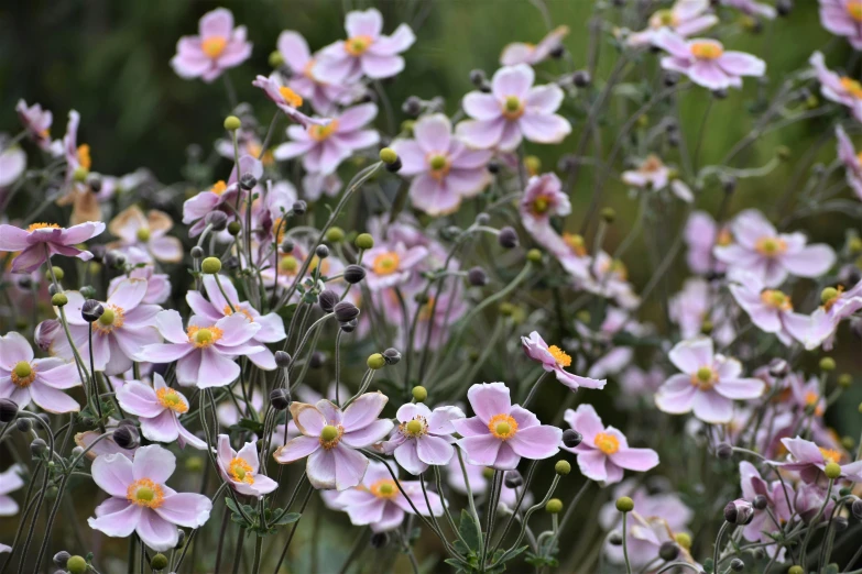 a bunch of pink flowers sitting on top of a lush green field, anemones, african sybil, subtle detailing, soft lilac skies