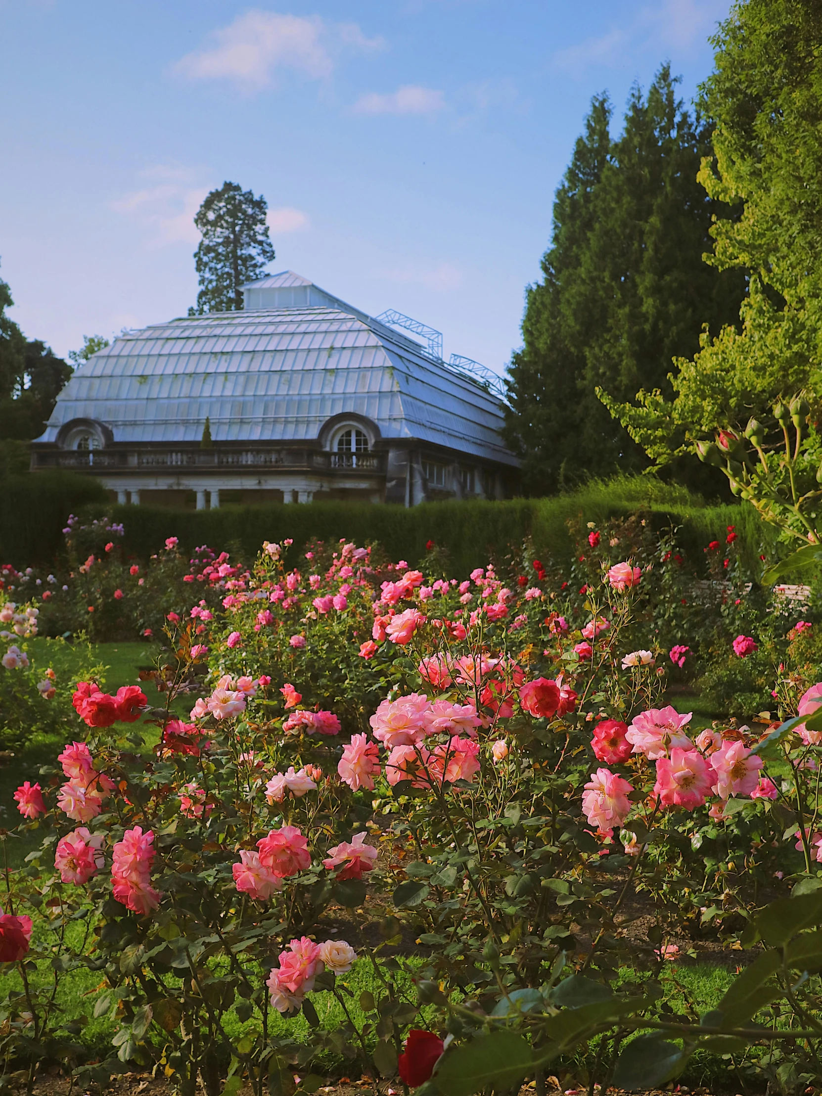a garden filled with lots of pink flowers, a photo, by Julia Pishtar, unsplash, romanticism, greenhouse in the background, olmsted, seattle, red roses at the top