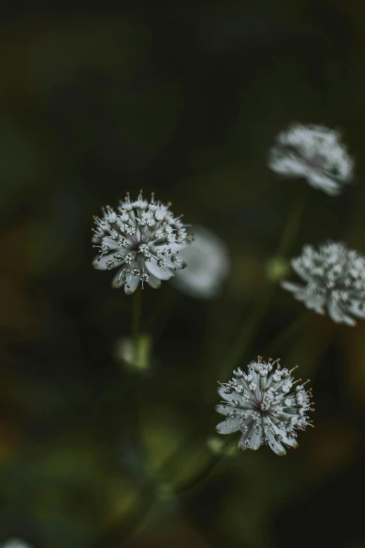 a group of white flowers sitting on top of a lush green field, a macro photograph, unsplash, tonalism, snowflakes, silver mist, alien flora, full frame image