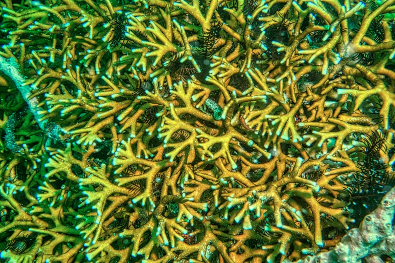 a close up of a bunch of yellow coral, by Robert Jacobsen, unsplash, hurufiyya, stereogram, 🦩🪐🐞👩🏻🦳, infested with pitch green, many fingers