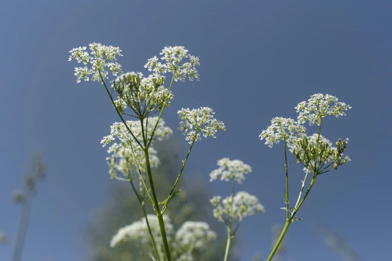 some white flowers with a blue sky in the background, hurufiyya, digital image, botanical herbarium, alessio albi, ready to eat