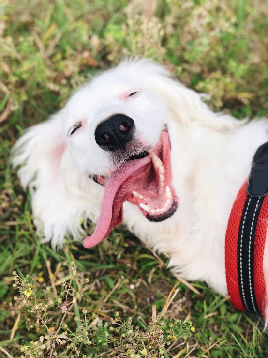 a white dog laying on top of a lush green field, pexels contest winner, happening, happy with his mouth open, profile image, at a park, closeup of face