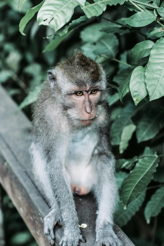 a monkey sitting on top of a wooden rail, trending on pexels, sumatraism, lovingly looking at camera, pale grey skin, slightly pixelated, lush green