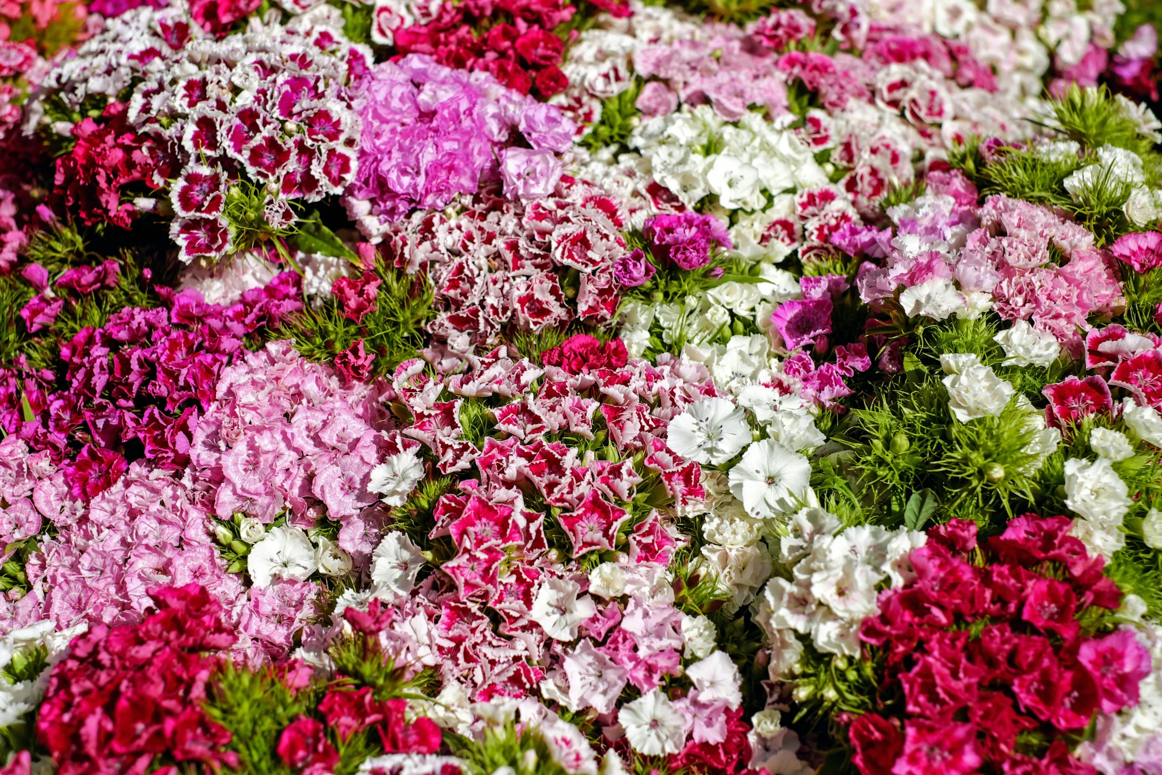 a close up of a bunch of pink and white flowers, by Daniel Gelon, pexels, flowerbeds, pixelated, carnation, rich vivid color