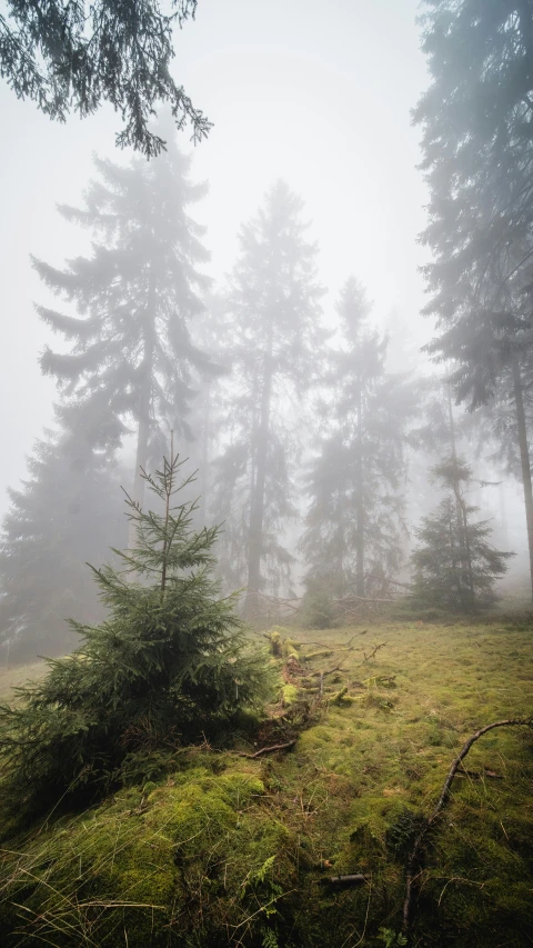 a foggy forest with trees in the foreground, by Sebastian Spreng, fir trees, daniel richter, meadow in the forest, trekking in a forest