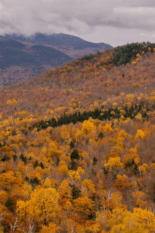 a herd of sheep grazing on top of a lush green hillside, by Robert M. Cunningham, fall foliage, slide show, birches, orange