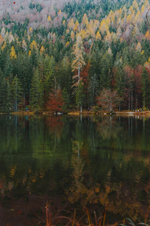 a large body of water surrounded by trees, by Sebastian Spreng, pexels contest winner, somber colors, panorama, loving stare, brown