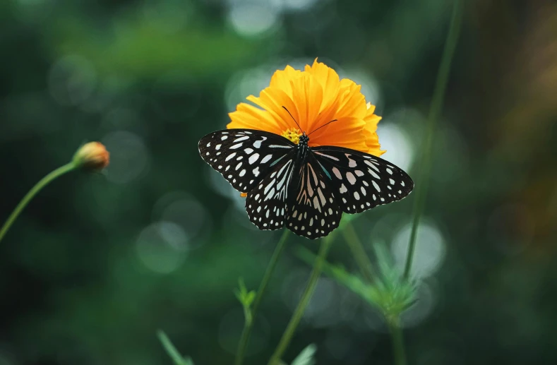 a butterfly sitting on top of a yellow flower, pexels contest winner, the non-binary deity of spring, cosmos, light and dark, instagram post