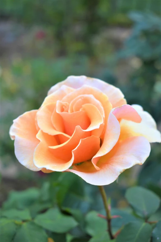 a single orange rose blooming in a garden, a portrait, by Kristin Nelson, unsplash, made of glazed, pastel', ornamental, no cropping