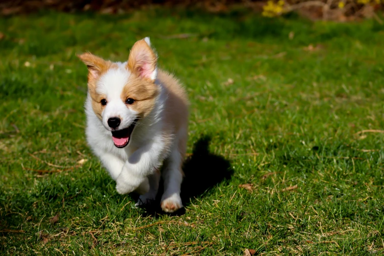 a small dog running across a lush green field, by Julia Pishtar, pexels contest winner, corgi, puppies, white, sunny day time