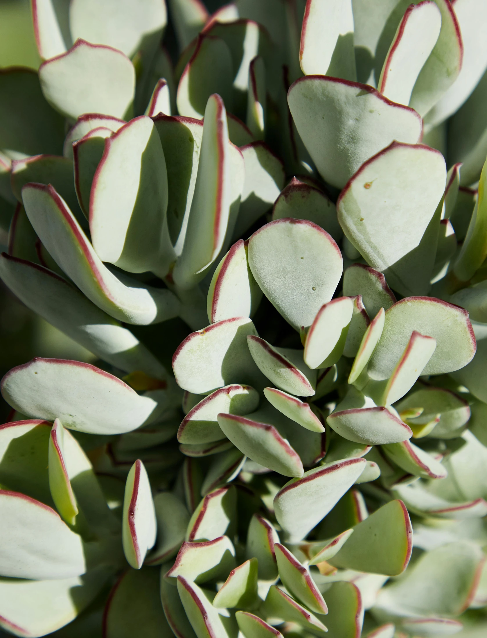 a close up of a plant with green leaves, silver white red details, detailed product image, fairy circles, desert white greenhouse