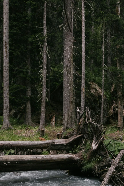 a stream running through a forest filled with lots of trees, by Attila Meszlenyi, tree stumps, fir trees, low quality photo, person made of tree