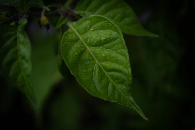 a green leaf with water droplets on it, unsplash, captured in low light, shot on sony a 7 iii, contain, covered