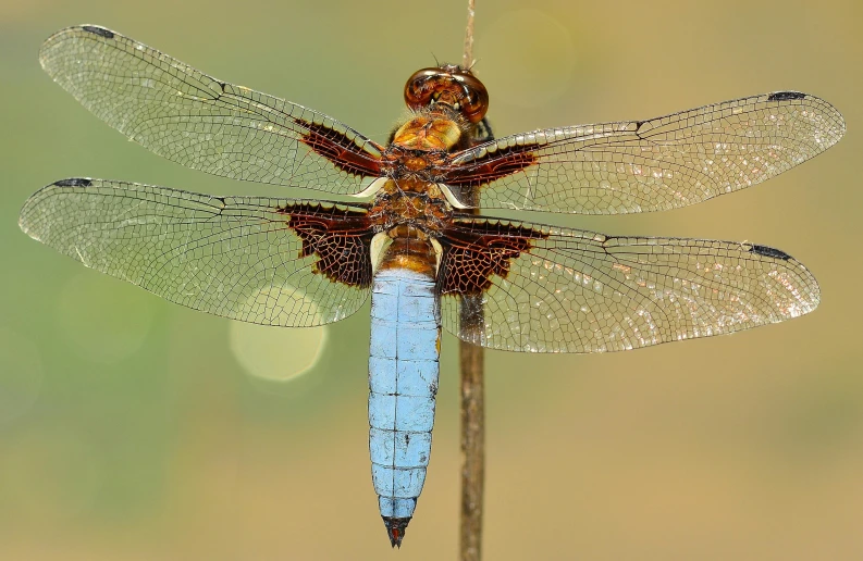 a close up of a dragonfly on a stick, by Adam Marczyński, pexels contest winner, hurufiyya, huge feathery wings, sky blue, thumbnail, slide show