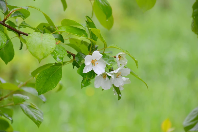 a close up of a flower on a tree branch, by David Simpson, pixabay, apple trees, rain and haze, background image