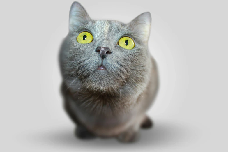a close up of a cat with yellow eyes, an album cover, by Andries Stock, pixabay contest winner, photorealism, surprised expression, on grey background, looking upwards, 8 k what