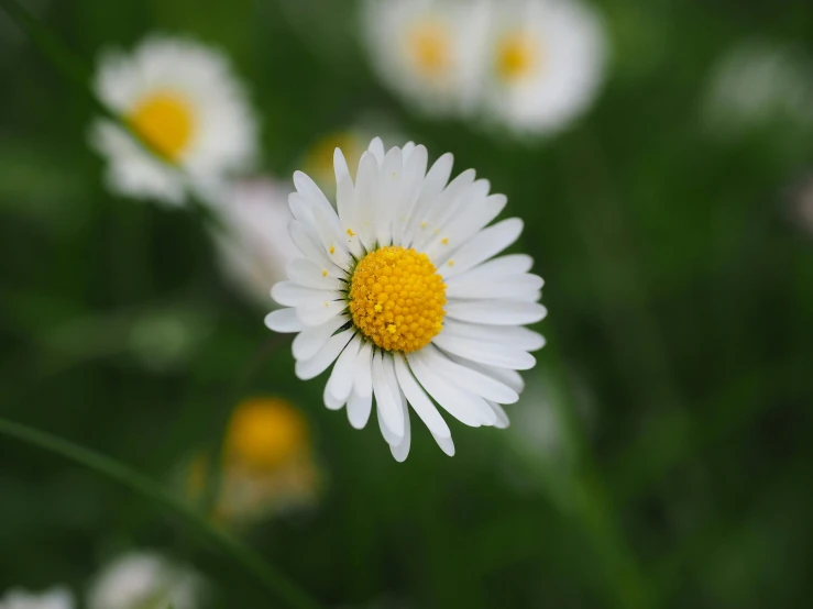 a close up of a white flower with yellow centers, pexels contest winner, flower meadow, fan favorite, detailed photo 8 k, multicoloured