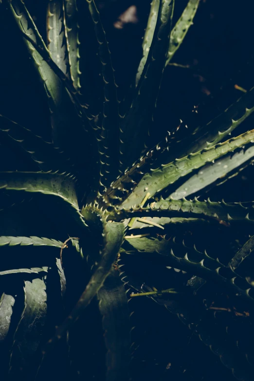 a close up of a plant in a dark room, an album cover, inspired by Elsa Bleda, unsplash, conceptual art, spiky skin, trending on vsco, pineapple, in a deep lush jungle at night