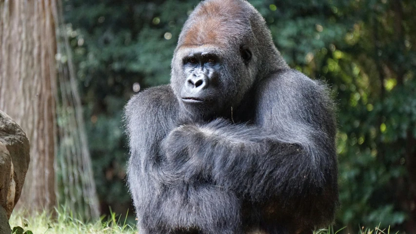 a gorilla standing on top of a lush green field, holding court, fan favorite, african facial features, king kong