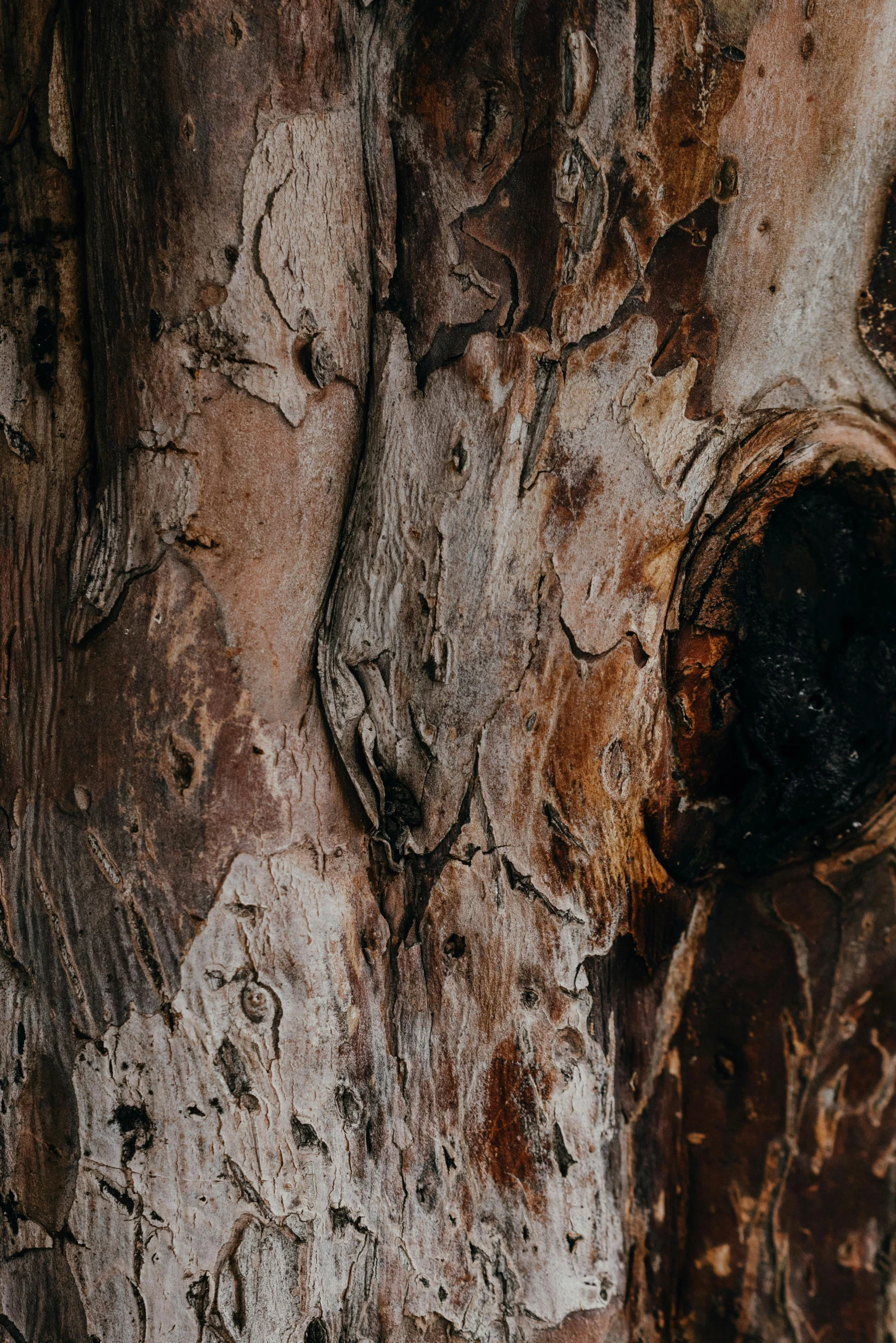 a close up of a tree trunk with a hole in it, an album cover, inspired by Ludwig Knaus, trending on pexels, 1 6 0 0 s, brown, light and dark, nothofagus