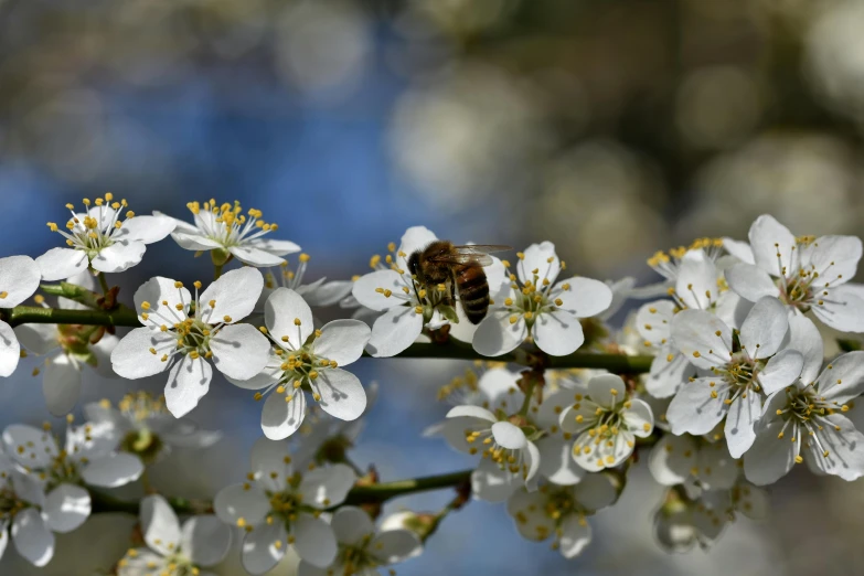 a bee sitting on top of a white flower, fruit trees, paul barson, photograph, full frame image