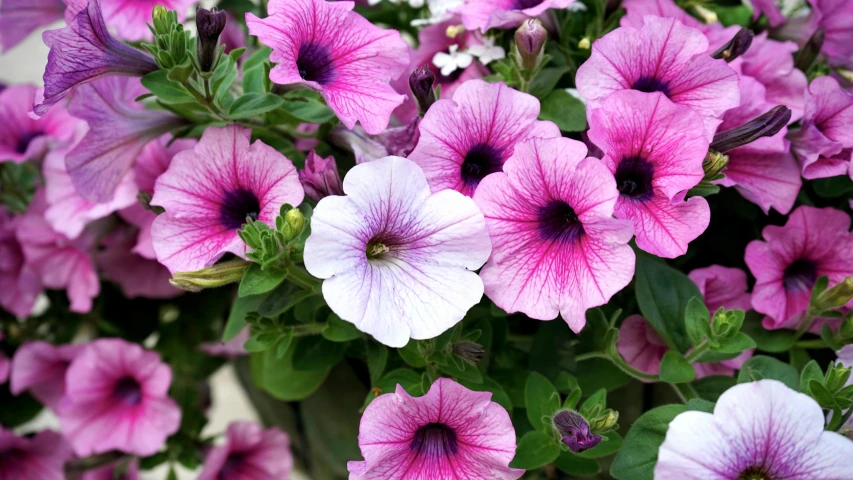 a bunch of purple and white flowers in a vase, trending on pexels, gardens with flower beds, morning glory flowers, pink, close up front view