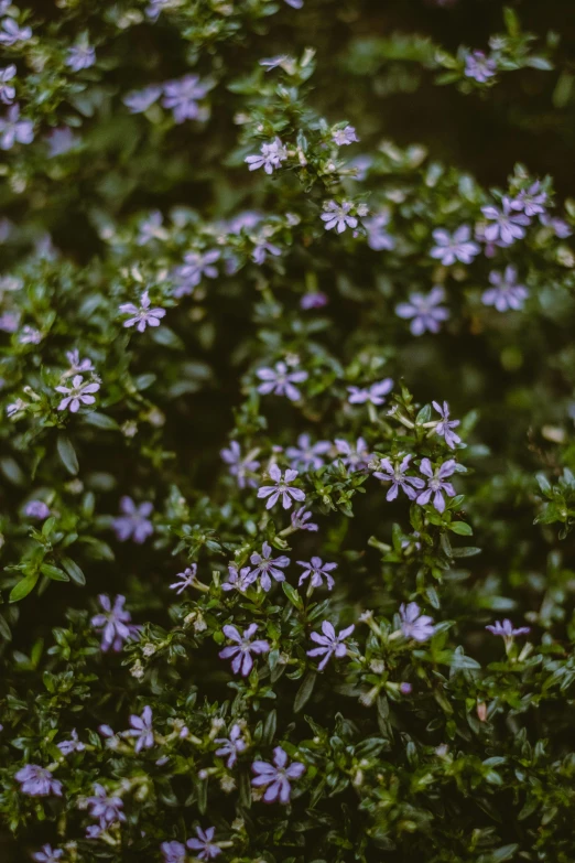a bunch of purple flowers sitting on top of a lush green field, by Carey Morris, grainy quality, lobelia, jasmine, color ( sony a 7 r iv