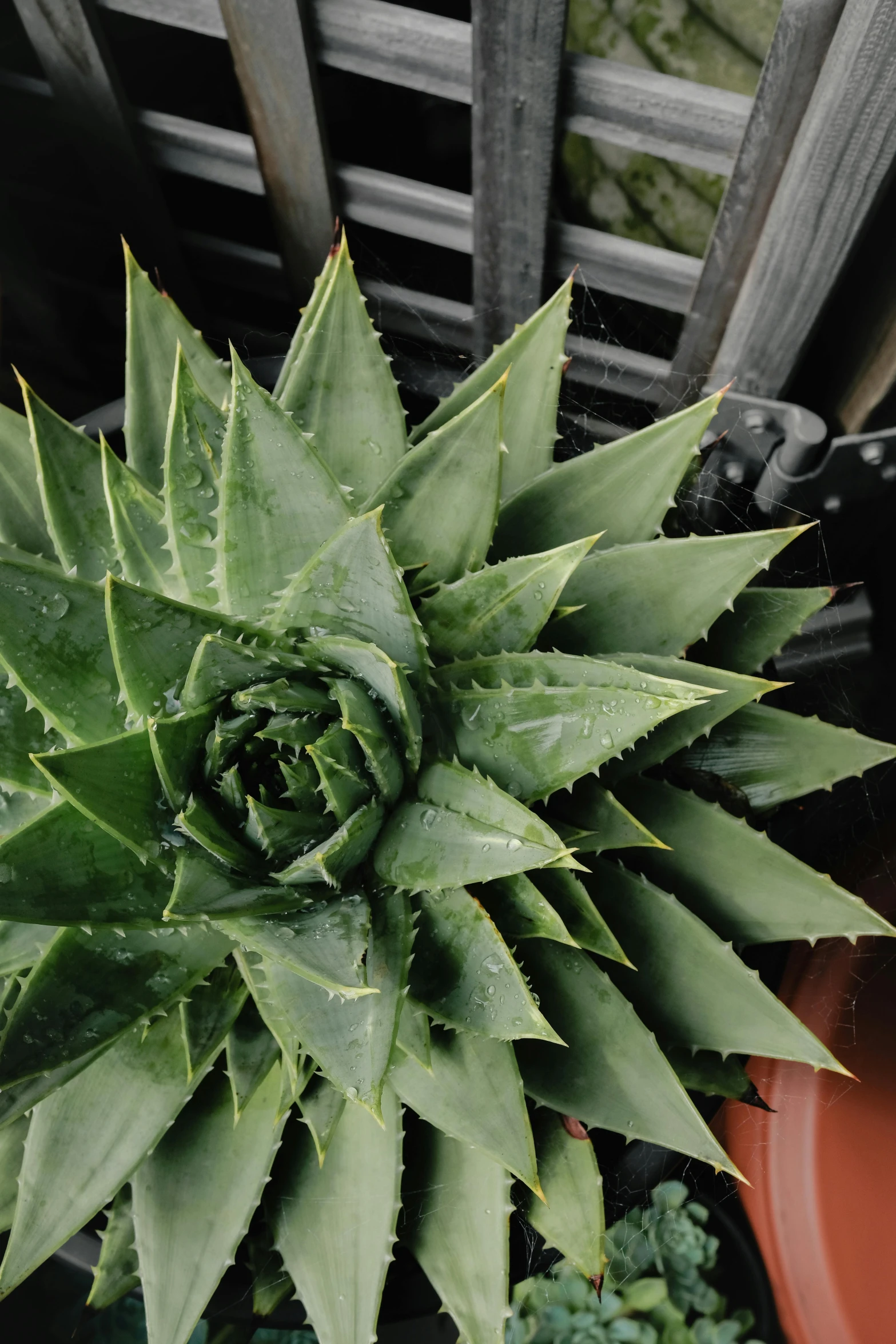 a close up of a plant in a pot, hurufiyya, with multiple sharp, spines and towers, indoor, large crown