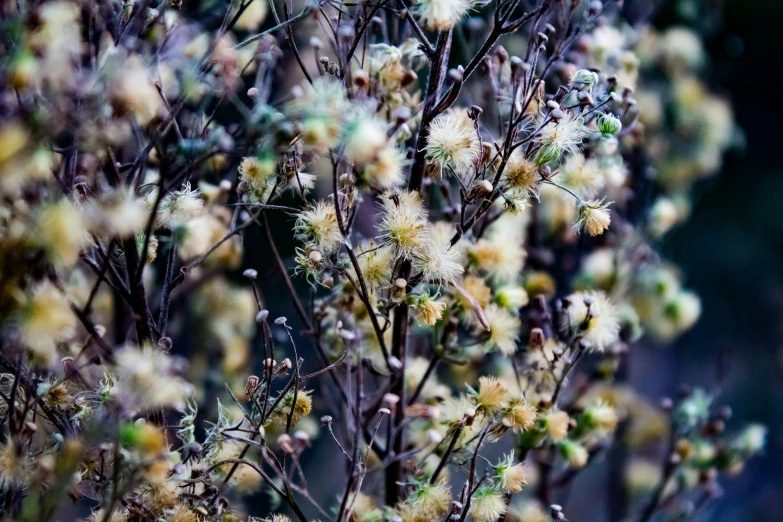 a close up of a bunch of flowers, by Gwen Barnard, unsplash, tonalism, acacia trees, willows, nothofagus, cold colors