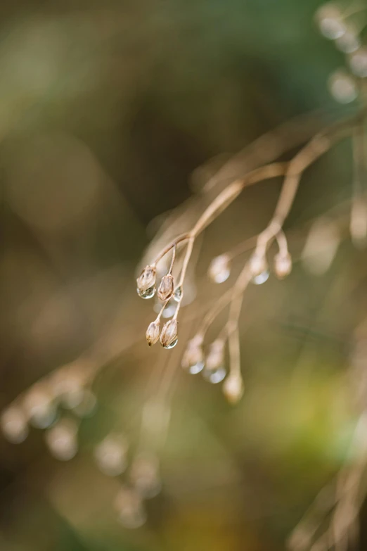 a close up of a plant with water droplets on it, a macro photograph, by Julian Allen, unsplash, soft sepia tones, overhanging branches, autumnal, sparkling crystals