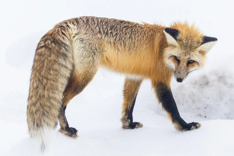 a fox that is standing in the snow, by Will Ellis, pexels contest winner, photorealism, tails worn, pointè pose, jordan lamarre - wan, old male