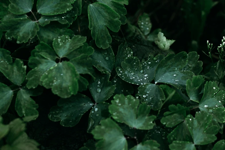 a bunch of green leaves with water droplets on them, trending on unsplash, hurufiyya, fan favorite, clover, highly detailed textured 8k, carnal ) wet