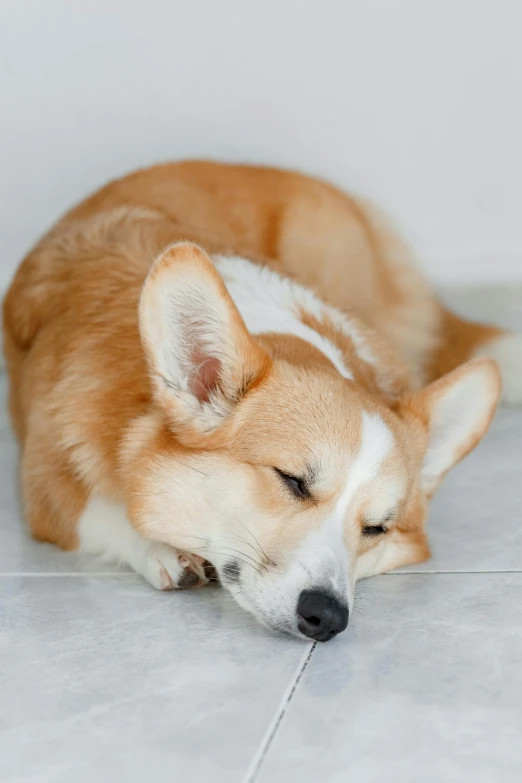 a dog that is laying down on the floor, soft smooth skin, soothing, corgi, enhanced noise