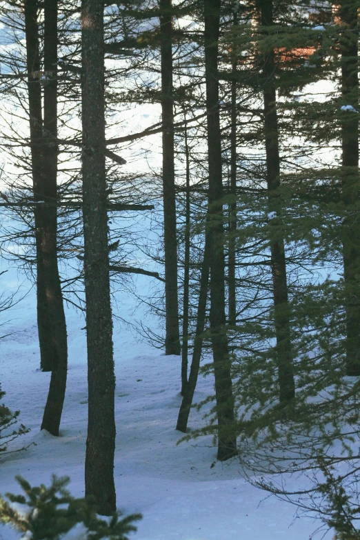 a man riding skis down a snow covered slope, an album cover, land art, ((trees)), 1960s color photograph, ((forest)), shoreline