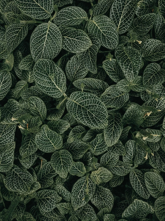 a close up of a bunch of green leaves, an album cover, inspired by Elsa Bleda, unsplash contest winner, intricate patterns 4k, flatlay, trending on textures. com, shot on hasselblad