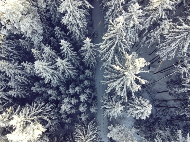 an aerial view of a snow covered forest, by Adam Szentpétery, instagram picture, show from below, ((trees))