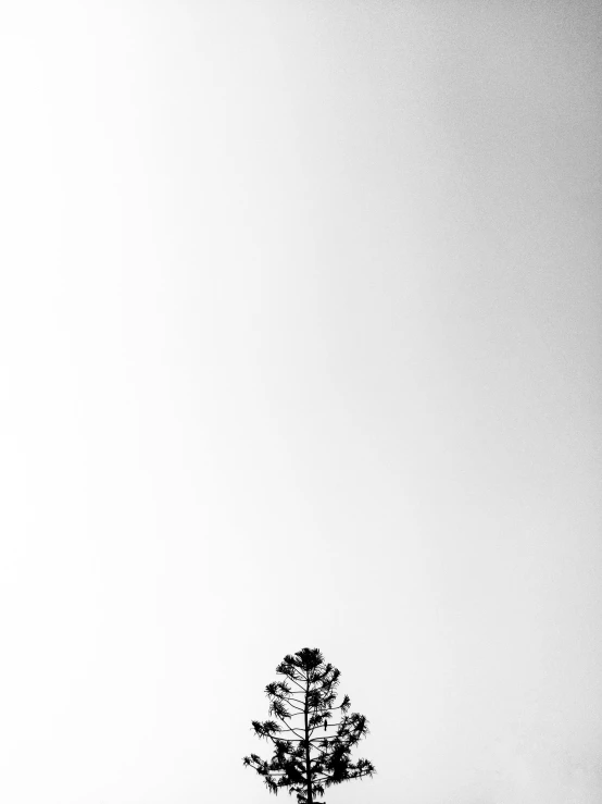 a black and white photo of a lone tree, a black and white photo, by Shinji Aramaki, postminimalism, 'white background'!!!, pine, 中 元 节, :: morning