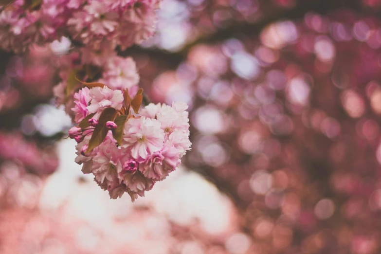 a bunch of pink flowers hanging from a tree, unsplash, bokeh ”, instagram photo, sakura bloomimg, brown